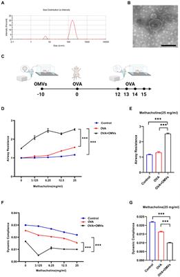 Aerosolization inhalation of non-typeable Haemophilus influenzae outer membrane vesicles contributing to neutrophilic asthma